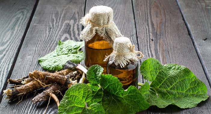 burdock plant root and oil