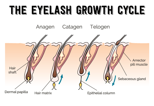 Eyelash growth cycle steps