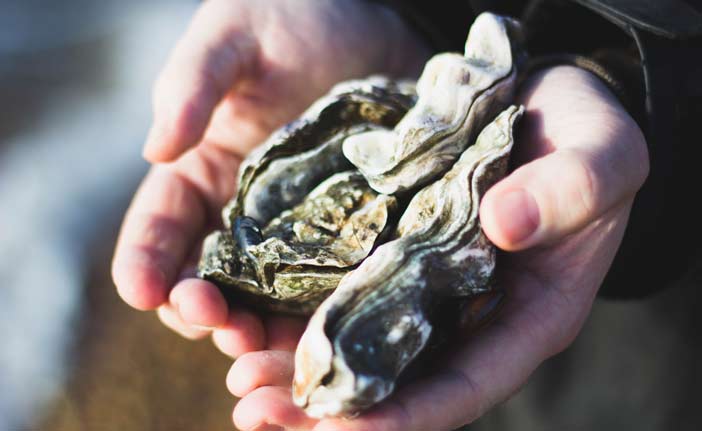 hands holding oysters